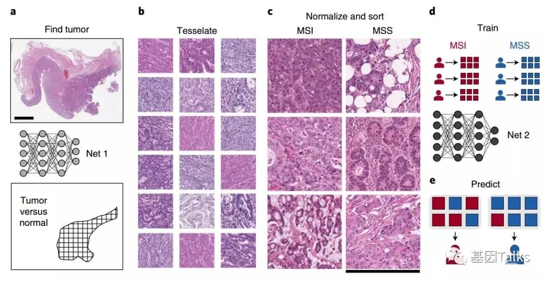 nature子刊重磅丨深度学习算法竟可通过胃肠道肿瘤he切片图像预测msi