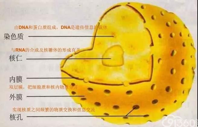 《自然》子刊重磅:50多位科学家共同发布,肿瘤细胞"核仁"变化背后的