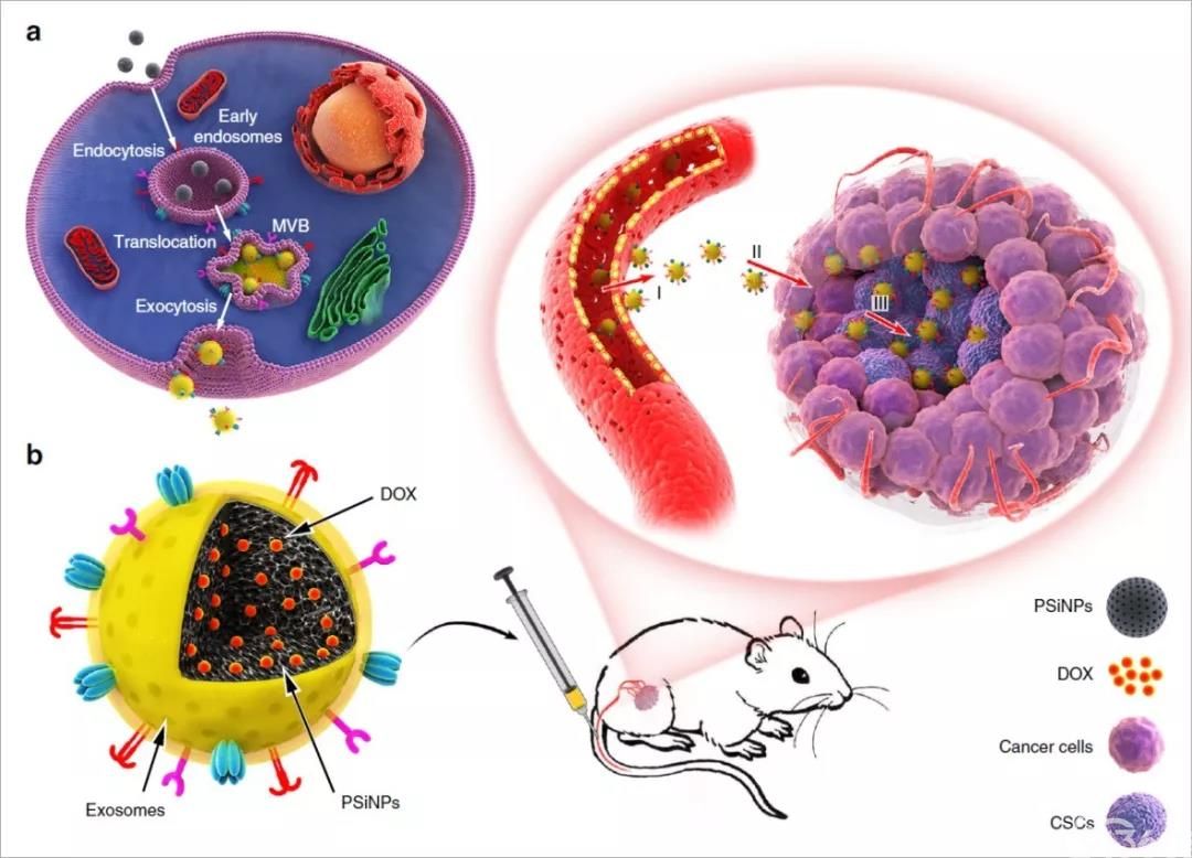 nature子刊:外泌体仿生纳米颗粒,有效杀伤肿瘤干细胞