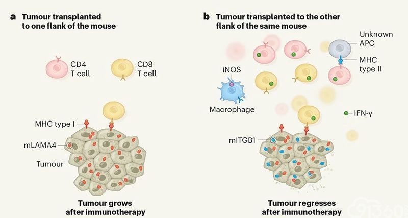 科学家首次证实,被忽视的cd4 t细胞和mhc ii类抗原,是免疫治疗起效的