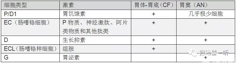 医学美图:胃神经内分泌肿瘤的前世今生