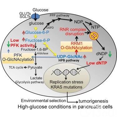 细胞 子刊 糖真的有毒 高血糖环境下 胰腺细胞中致癌的kras突变暴增 或为导致胰腺癌的罪魁祸首之一 91360智慧病理网