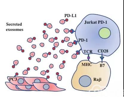 《Cell》:PD-1靶点的境外战场-肿瘤外泌体与免疫治疗