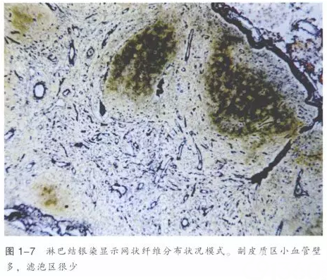 淋巴结的正常组织学