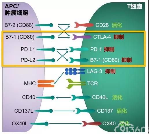 韩安家教授:知否知否,PD-L1检测知多少