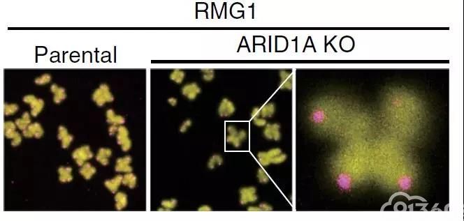 揭示ARID1A基因的悖论——使基因组不稳定来抑制肿瘤