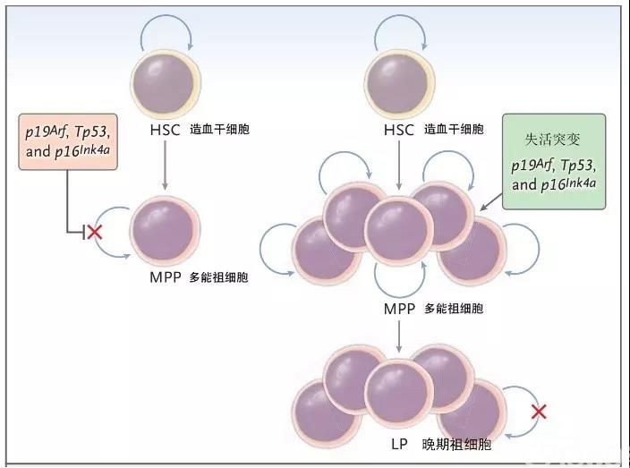 肿瘤干细胞在临床治疗中的意义