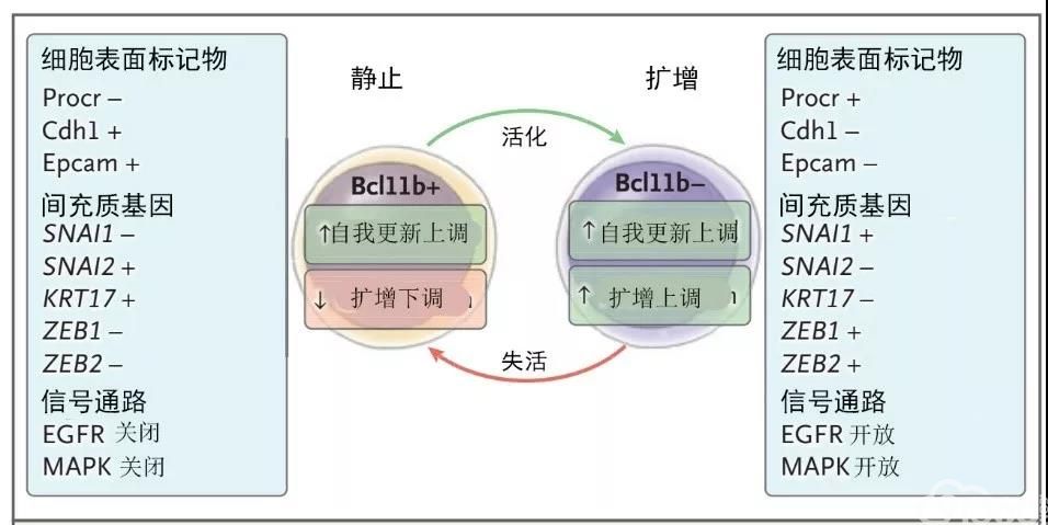 肿瘤干细胞在临床治疗中的意义