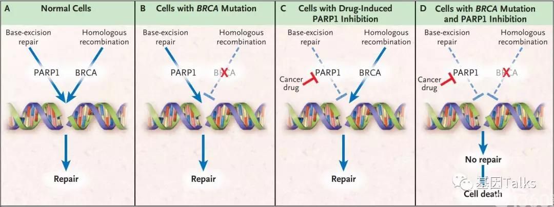 Парп 1. Схема BRCA PARP. BRCA мутация. Мутация генов brca1 и brca2. Мутация PARP.