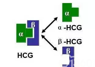 绒毛膜促性腺激素HCG
