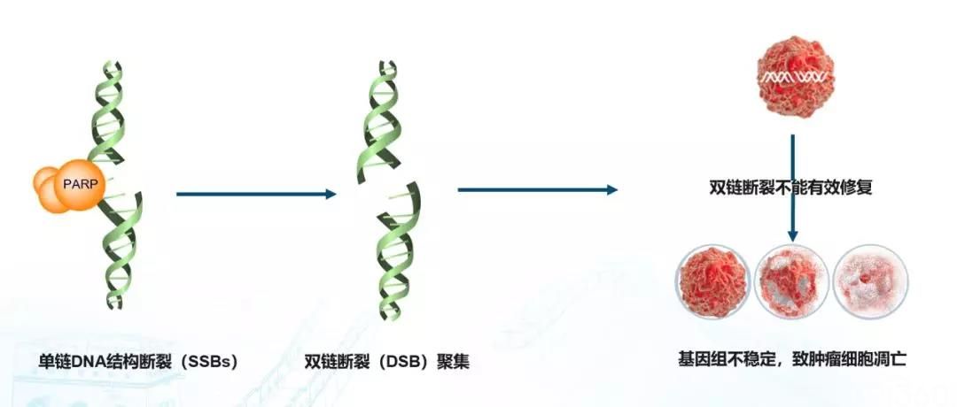 程玺教授:卵巢癌患者基因检测策略——从BRCA到HRD
