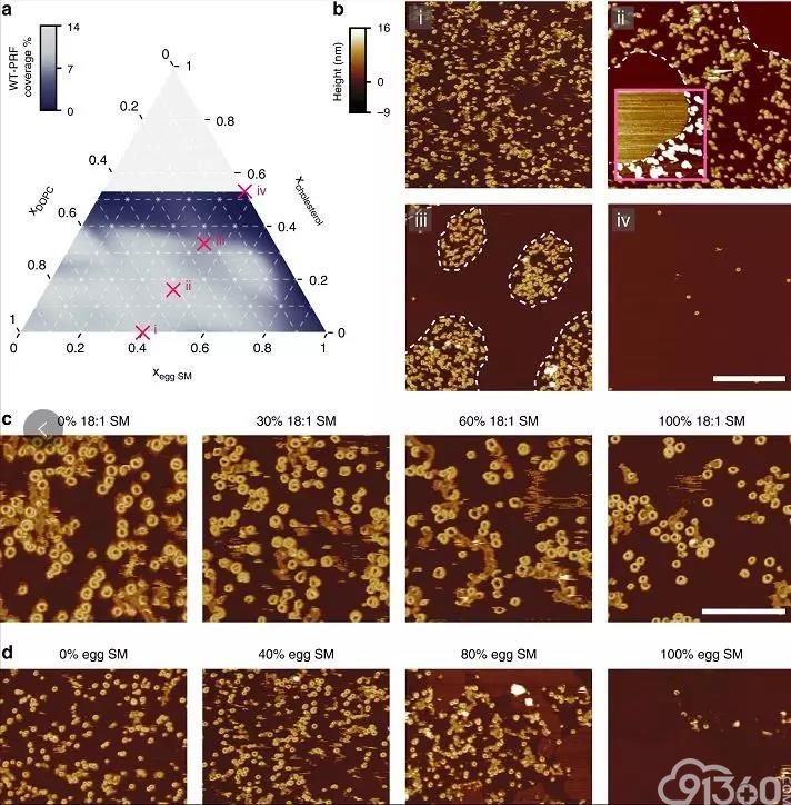 《Nature》子刊:揭秘癌症免疫治疗患者反应巨大差异关键原因